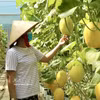Au cours des quatre premiers mois de l’année 2026, le secteur agricole vietnamien a maintenu une trajectoire de croissance stable. Photo: VNA