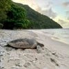 Une tortue marine. Photo d'illustration : VNA