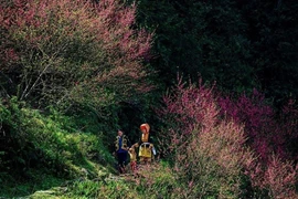 Les fleurs de pêcher de toujours s’épanouissent au retour du printemps