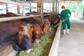 Développement du marché Halal dans le Sud-Ouest et le delta du Mékong