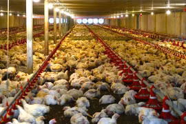 Les technologies de pointe sont largement déployées dans les fermes d'élevage intensif de Tây Ninh. Photo : VNA