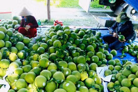 Les pamplemousses à l'exportation. Photo: VNA