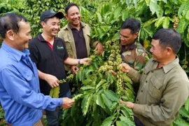 Le programme NESCAFÉ Plan de Nestlé, initiative phare de Nestlé en matière de développement durable, a déjà soutenu plus de 21.000 ménages agricoles, permis la replantation de 86.000 hectares de café et augmenté les revenus agricoles de ces ménages. Photo : Bnews