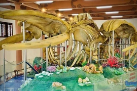 Les deux plus grands squelettes de baleine du Vietnam sont consacrés au temple Tân, dans le district de Ly Son (actuellement zone spéciale de Ly Son, province de Quang Nga au Centre). Photo: baoquangngai