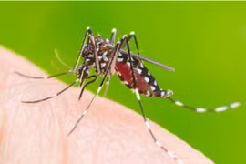 Dengue : une épidémie de plus en plus difficile à prévoir