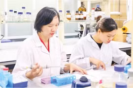 La nanovitexine issue des téguments de haricot mungo contribue à renforcer le traitement du diabète. Photo: nhandan.vn