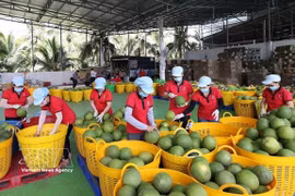 Tri de pomelos verts destinés à l'exportation à l'usine du groupe Vina T&T, dans la province de Vinh Long. Photo : VNA