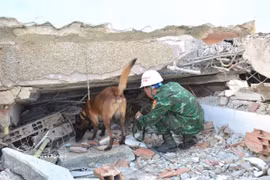 Les chiens de recherche sont déployés en premier pour repérer les zones où pourraient se trouver des victimes. Photo: VNA