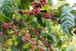 Le café est l'un des produits d'exportations du Vietnam vers l’Algérie. Photo: VNA