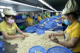 Le Vietnam vise 4,5 milliards de dollars d'exportations de noix de cajou en 2025
