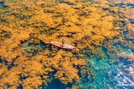 Saison des algues au village de pêcheurs de Nhon Hai, dans la province de Binh Dinh