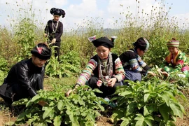 Développement du tourisme médical traditionnel : un potentiel à exploiter. Photo: VNA