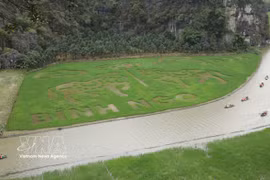 À Ninh Binh, une immense œuvre d’art pousse… dans les rizières