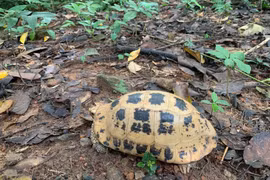 La tortue à tête jaune est inscrite dans le Livre rouge du Vietnam et sur la liste des espèces menacées de l’Union internationale pour la conservation de la nature (UICN). Photo: VNA
