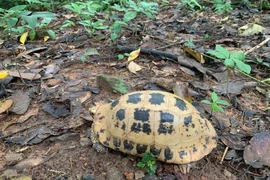 La tortue à tête jaune est inscrite dans le Livre rouge du Vietnam et sur la liste des espèces menacées de l’Union internationale pour la conservation de la nature (UICN). Photo: VNA