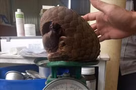 Les gardes forestiers de la province centrale de Quang Tri ont reçu, mardi matin, 29 juillet, d'un habitant un pangolin de Java, espèce en danger critique d'extinction. Photo: VNA