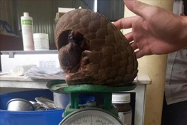 Les gardes forestiers de la province centrale de Quang Tri ont reçu, mardi matin, 29 juillet, d'un habitant un pangolin de Java, espèce en danger critique d'extinction. Photo: VNA