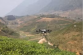 Utilisation de drones dans la production agricole de la province de Lai Chau. Photo : nhandan.vn