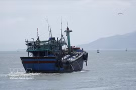 Quang Ninh entend se concentrer sur le renforcement de la gestion de sa flotte, l'intensification des inspections et la promotion d'une restructuration visant à réduire l'exploitation et à développer une aquaculture durable. Photo: VNA