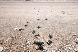 Une fois éclos, les bébés tortues creusent leur chemin vers la mer. Photo: VNA