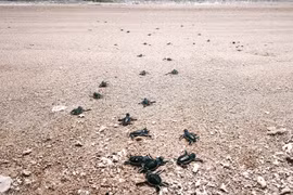 Une fois éclos, les bébés tortues creusent leur chemin vers la mer. Photo: VNA