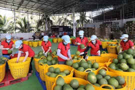 Tri de pomelos verts destinés à l'exportation à l'usine du groupe Vina T&T, dans la province de Ben Tre. Photo : VNA