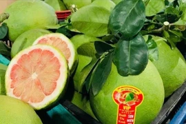 La reconnaissance par l'Australie de la capacité du Vietnam à respecter les normes de biosécurité ouvre des perspectives importantes pour les exportations de pamplemousses du Vietnam dans un avenir proche. Photo: VietnamPlus
