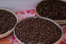 Portée par des prix toujours élevés et une forte demande à l'export, l'industrie du café vietnamienne entre dans une véritable phase "dorée". Photo: VNA