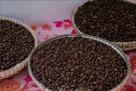 Portée par des prix toujours élevés et une forte demande à l'export, l'industrie du café vietnamienne entre dans une véritable phase "dorée". Photo: VNA