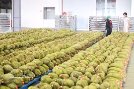 La ville de Dong Nai prévoit d'atteindre une production de 360 000 tonnes de durians d'ici 2030. Photo : VNA