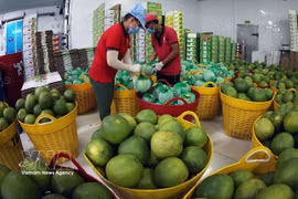 Des pomelos sont conservés au sec avant leur conditionnement pour l'exportation dans l'usine de Vina T&T Group, dans la province de Vinh Long. Photo : VNA