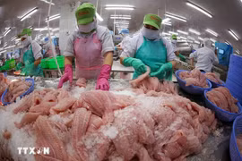 Le secteur vietnamien des produits halieutiques ambitionne d’atteindre 11,5 milliards de dollars d'exportations en 2026. Photo: VNA