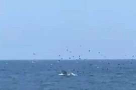 Apparition d’une baleine géante dans la baie de Nha Trang : un signe encourageant pour l’écosystème marin
