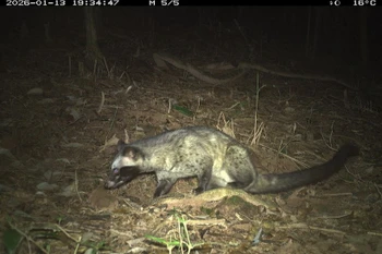 Un animal sauvage pris à la piège photographique dans la sanctuaire de My Son. Photo: Comité de gestion de la sanctuaire de My Son