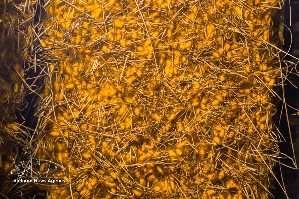 À maturité, les cocons présentent une enveloppe dorée constituée d’un fil de soie continu pouvant atteindre plusieurs centaines de mètres, protégeant la chrysalide à l’intérieur. Photo : VNA