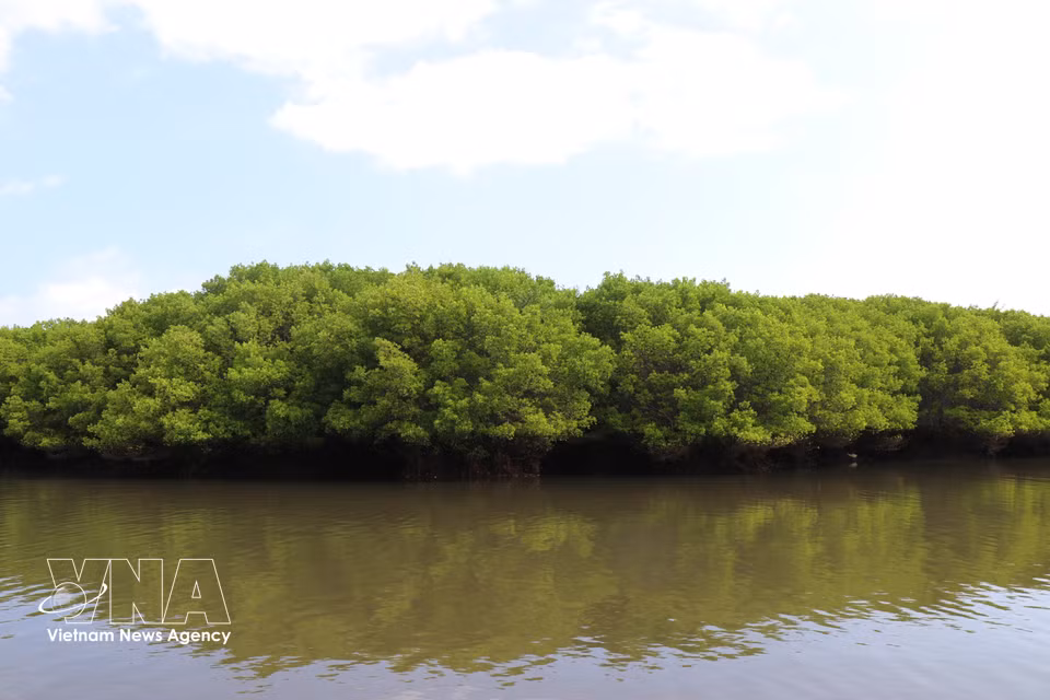 La mangrove de Bau Ca Cai, véritable poumon vert, offre un environnement sain et vivifiant aux habitants de la région. Photo : VNA