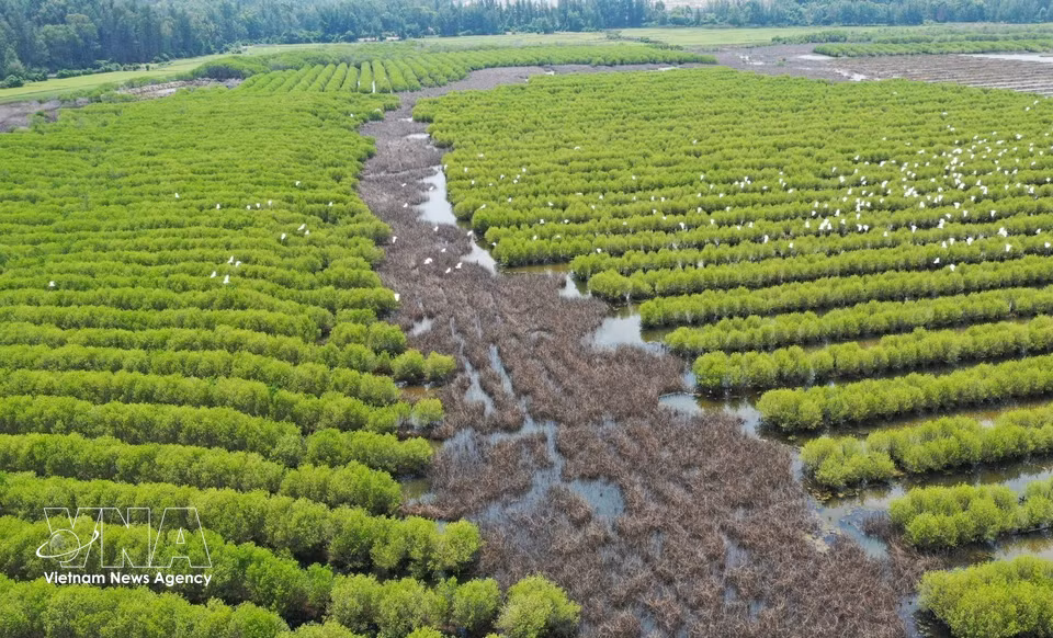 Située au hameau de Thuan Phuoc, dans la commune de Van Tuong, la mangrove de Bau Ca Cai s’étend sur plus de 100 hectares. Elle comprend à la fois des zones naturelles anciennes et des secteurs replantés dans le cadre de projets de restauration écologique. Photo : VNA