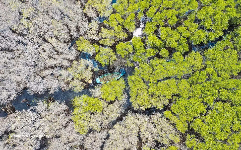 Le "cóc trắng" (palétuvier à petites feuilles), non scientifique Lumnitzera racemosa, en perdant ses feuilles qui passent du vert jauni à un blanc immaculé, compose un paysage poétique et envoûtant. Photo : VNA