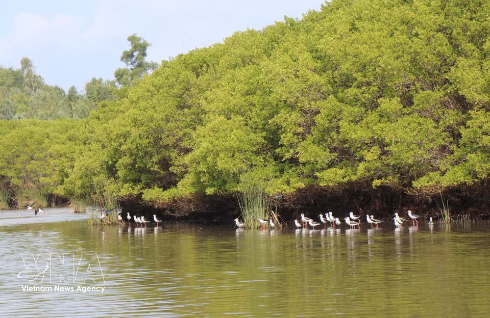 La mangrove de Bau Ca Cai constitue un habitat privilégié pour de nombreuses espèces d’oiseaux. Photo : VNA