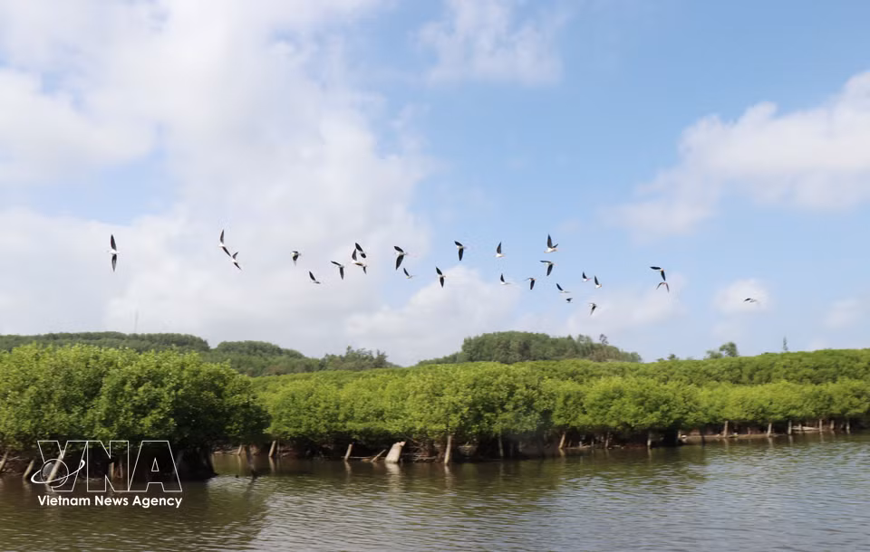 Depuis sa restauration, la mangrove attire de nombreuses espèces d’oiseaux qui y trouvent un lieu propice pour nicher. Photo : VNA