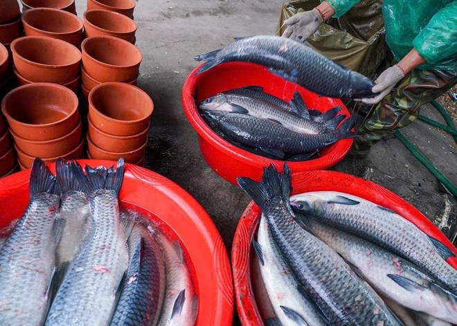 Auparavant, les carpes noires étaient capturées dans la nature, mais en raison de la forte demande récente pour le Têt, elles sont élevées dans des fermes piscicoles et nourries avec des escargots et du maïs, d’où leur nom de carpe escargot. Photo: VNA