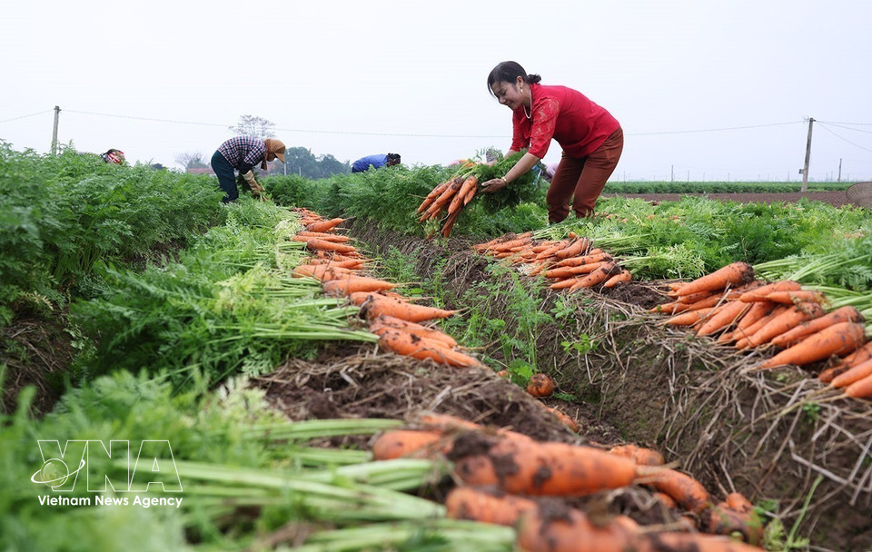 La commune de Tue Tinh compte environ 495 hectares cultivés pour la campagne 2025-2026 avec un rendement moyen estimé à 50,4 tonnes par hectare. Photo : Vũ Sinh – VNA