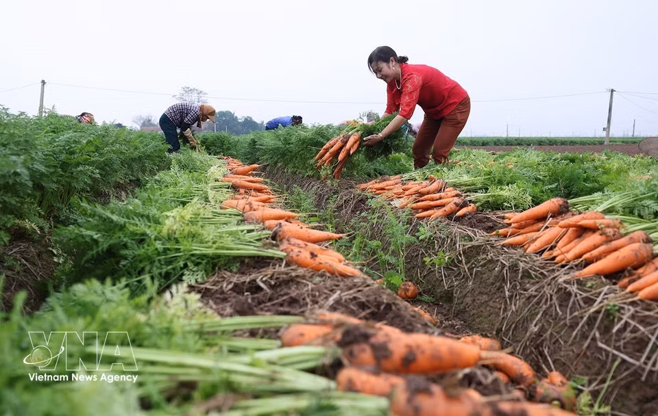 La commune de Tue Tinh compte environ 495 hectares cultivés pour la campagne 2025-2026 avec un rendement moyen estimé à 50,4 tonnes par hectare. Photo : Vũ Sinh – VNA