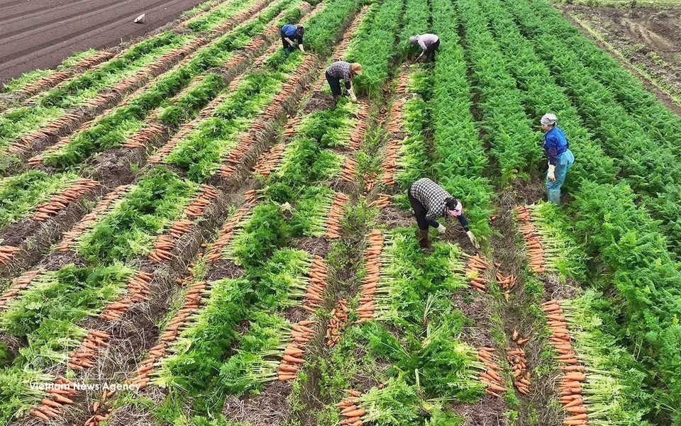 Récolte de carottes destinées à l'exportation dans une zone de production concentrée à grande échelle, commune de Tue Tinh, ville de Hai Phong. Photo : Vũ Sinh – VNA