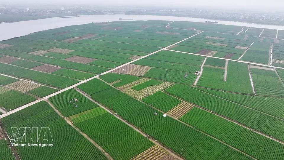 La commune de Tue Tinh est l’une des localités disposant de la plus grande superficie de culture de carottes de la ville de Hai Phong, avec 495 hectares cultivés pour la campagne 2025-2026. Photo : Vũ Sinh – VNA