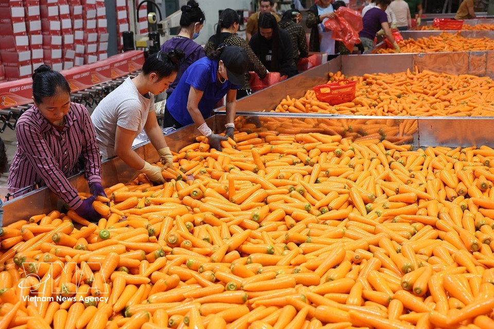 Les carottes sont bien traités avant d'être exportés. Photo : Vũ Sinh – VNA