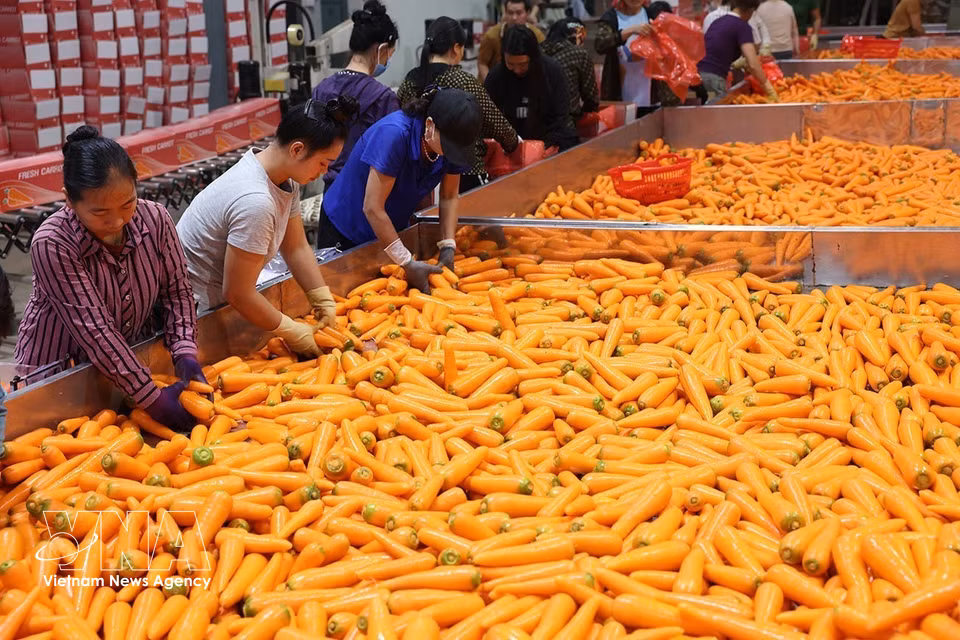 Les carottes sont bien traités avant d'être exportés. Photo : Vũ Sinh – VNA