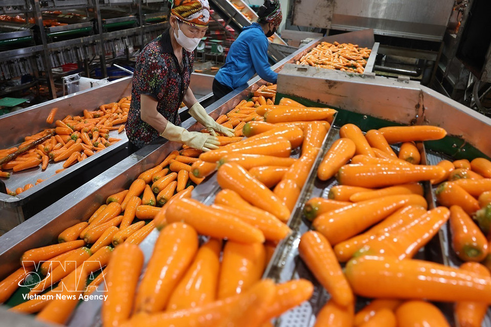Processus de tri et de conditionnement des carottes. Photo : Vũ Sinh – VNA