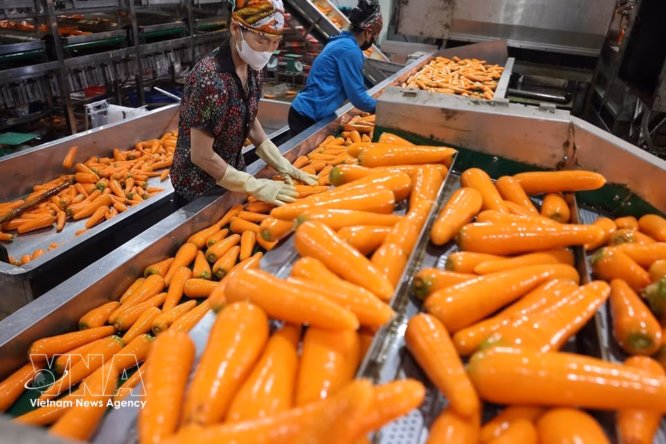 Processus de tri et de conditionnement des carottes. Photo : Vũ Sinh – VNA