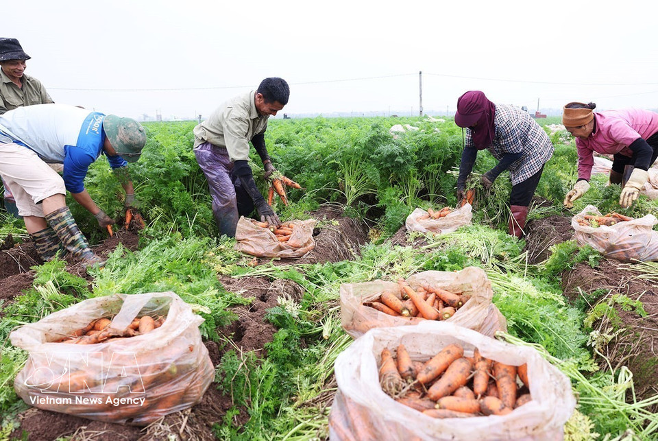 Ramassage des carottes destinées à l'exportation. Photo : Vũ Sinh – VNA